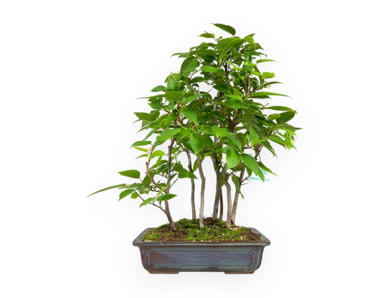 Carpinus – Hainbuche – 46 cm