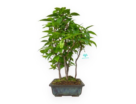 Carpinus - charme - 46 cm