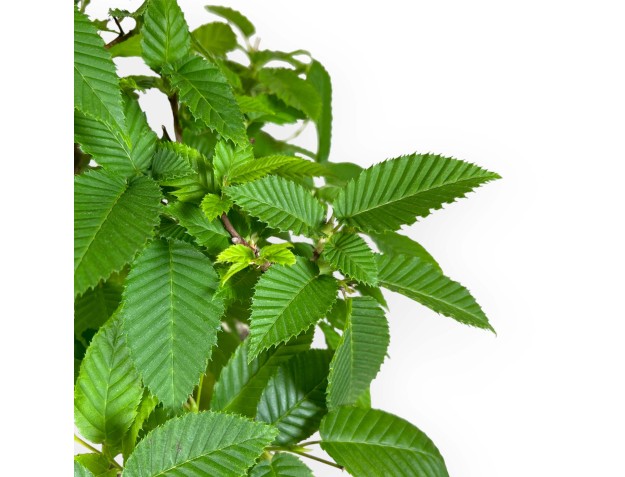 Carpinus – Hainbuche – 46 cm 2