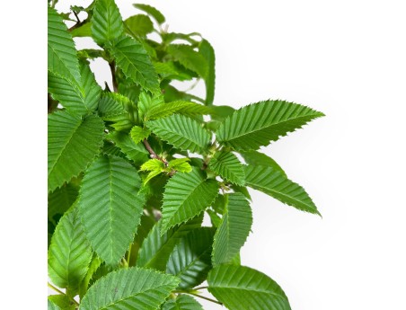 Carpinus - carpino - 46 cm