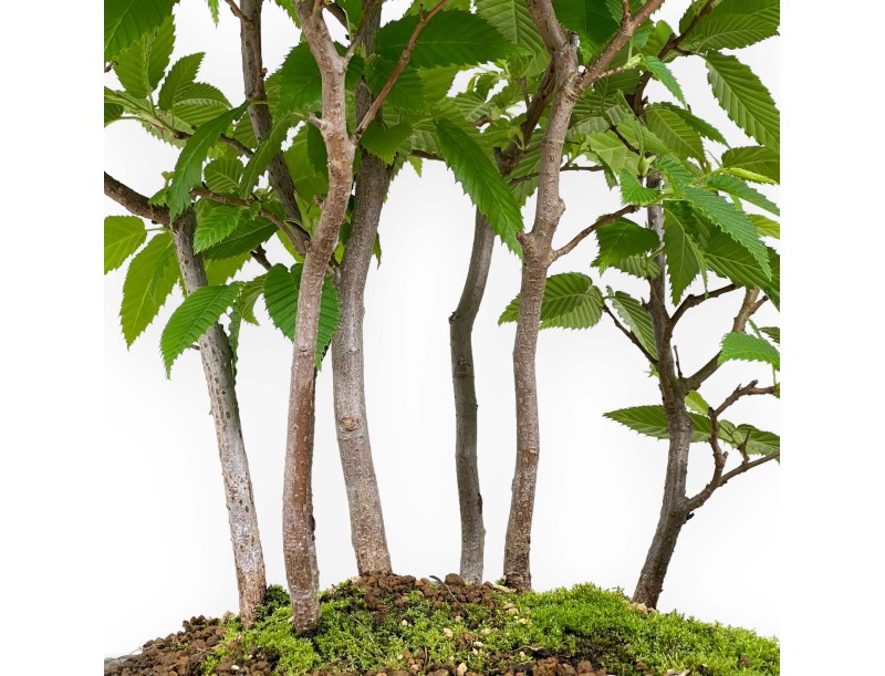 Carpinus – Hainbuche – 46 cm
