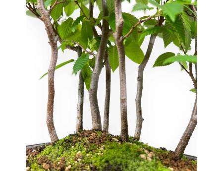 Carpinus - carpino - 46 cm