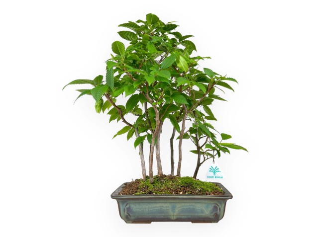Carpinus - carpino - 46 cm