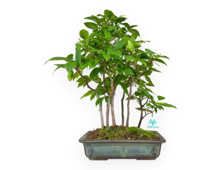 Carpinus - carpe - 46 cm