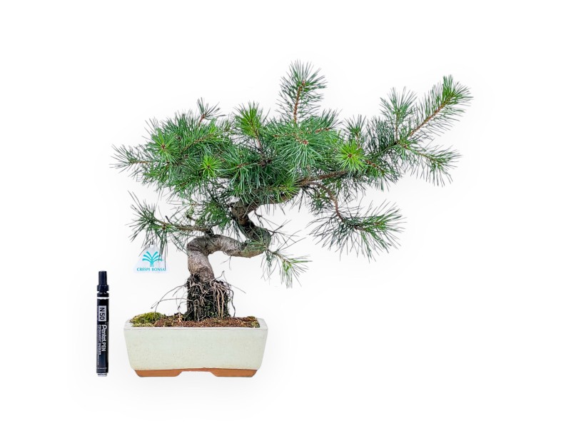 Bonsai aus Pinus sylvestris – Waldkiefer %separator% %category%