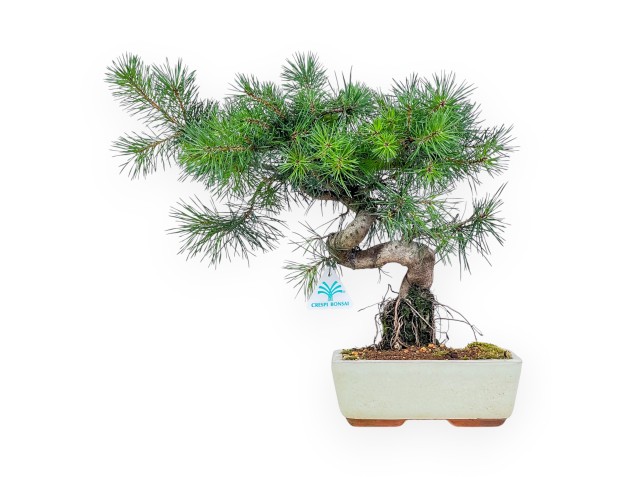 Pinus sylvestris bonsai – Scots pine %separator% %category%