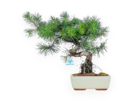 Bonsai van Pinus sylvestris - Groene den %separator% %category%