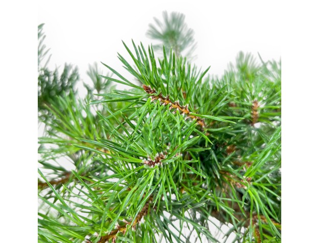 Bonsaï de Pinus sylvestris - Pin sylvestre %separator% %category% 2