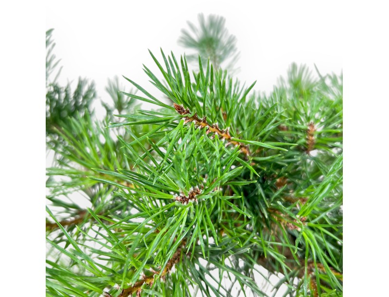 Pinus sylvestris bonsai – Scots pine %separator% %category%