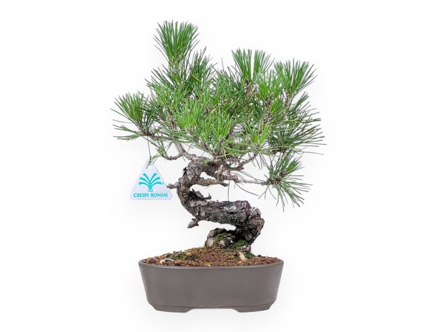 Bonsai di Pinus thunbergii - Pino nero %separator% %category%