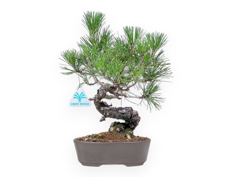 Bonsai aus Pinus thunbergii – Schwarzkiefer %separator% %category%