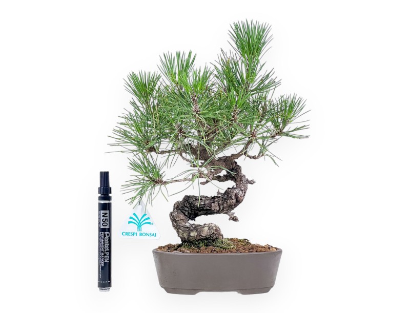 Bonsai aus Pinus thunbergii – Schwarzkiefer %separator% %category%