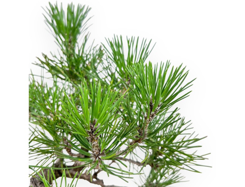 Bonsai di Pinus thunbergii - Pino nero %separator% %category%