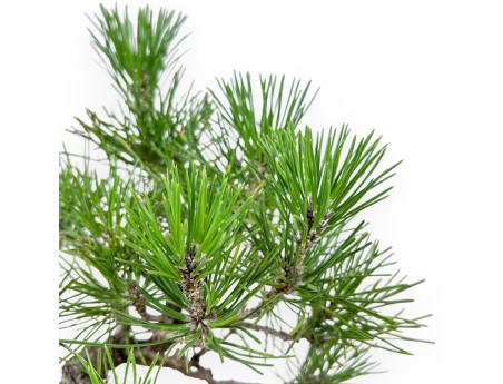 Bonsai van Pinus thunbergii - Zwarte den %separator% %category%