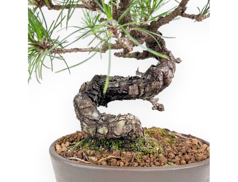 Bonsái de Pinus thunbergii - Pino negro %separator% %category%
