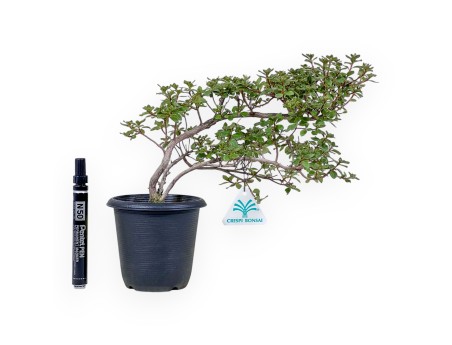 Rhododendron indicum-Bonsai – Azalee %separator% %category%