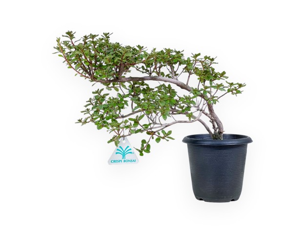Rhododendron indicum-Bonsai – Azalee %separator% %category%