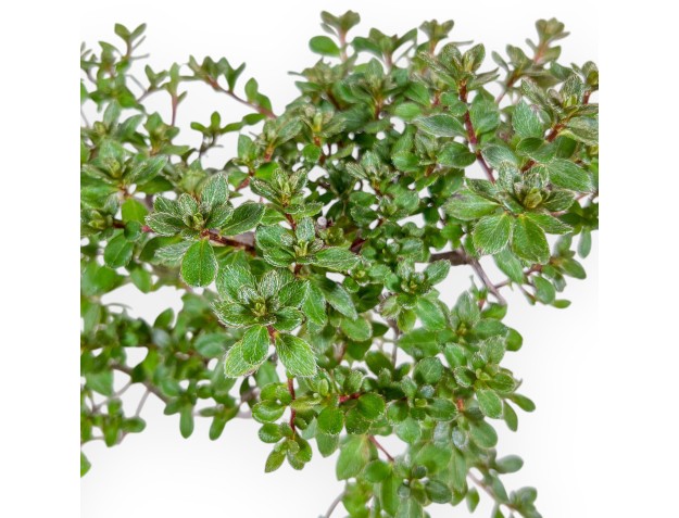 Rhododendron indicum-Bonsai – Azalee %separator% %category% 2