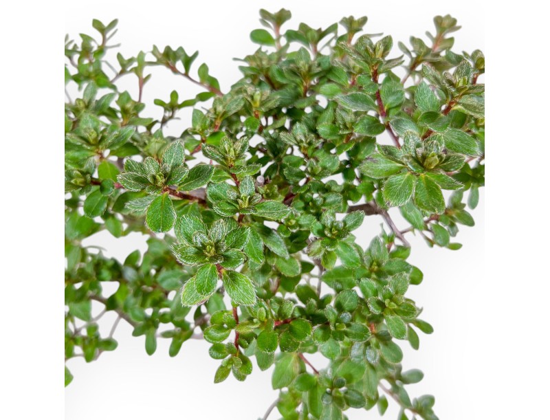 Rhododendron indicum-Bonsai – Azalee %separator% %category%