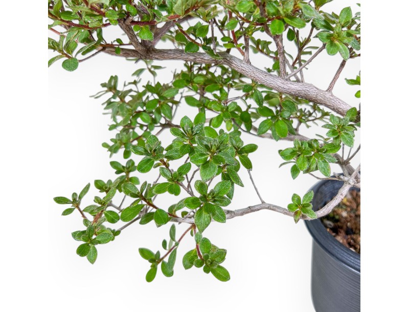 Bonsai di Rhododendron indicum - Azalea %separator% %category%