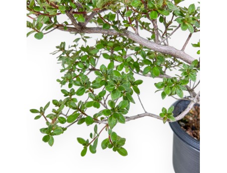 Bonsai di Rhododendron indicum - Azalea %separator% %category%