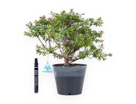 Bonsai di Rhododendron indicum Fujikake %separator% %category%
