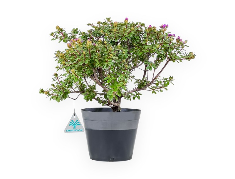 Bonsai di Rhododendron indicum Fujikake %separator% %category%