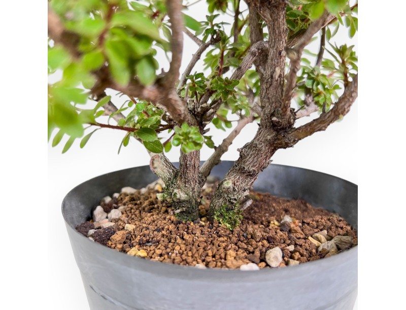 Bonsai di Rhododendron indicum Fujikake %separator% %category%
