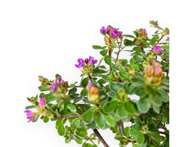 Bonsaï de Rhododendron indicum Fujikake %separator% %category% 2