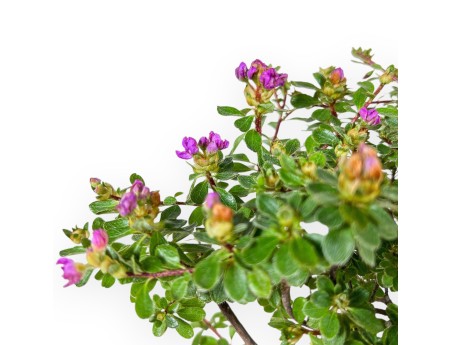 Rhododendron indicum Fujikake Bonsai %separator% %category%