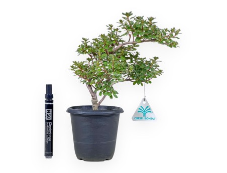 Bonsai di Rhododendron indicum - Azalea %separator% %category%