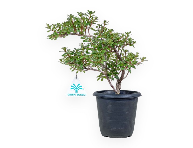 Bonsai di Rhododendron indicum - Azalea %separator% %category%
