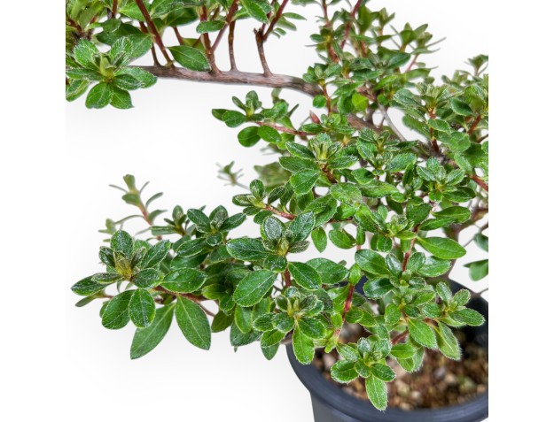 Rhododendron indicum-Bonsai – Azalee %separator% %category% 2