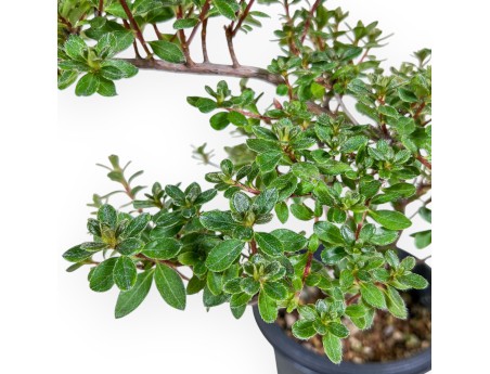 Rhododendron indicum-Bonsai – Azalee %separator% %category%