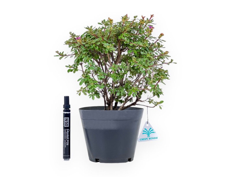 Bonsai di Rhododendron indicum Fujikake %separator% %category%