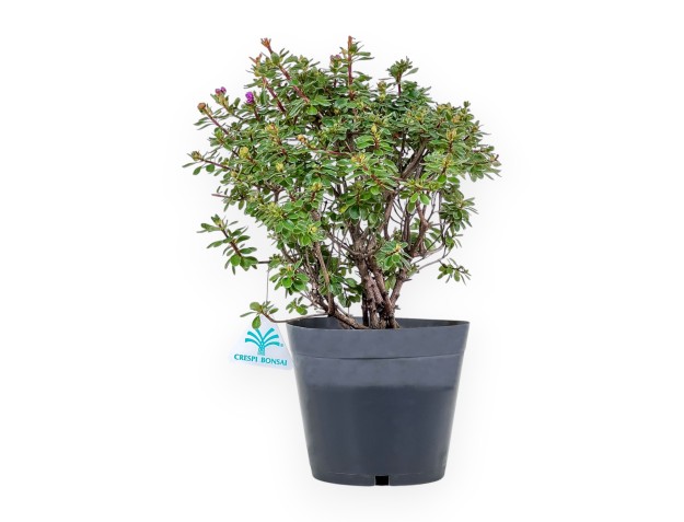 Bonsai di Rhododendron indicum Fujikake %separator% %category%