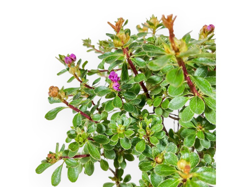 Rhododendron indicum Fujikake Bonsai %separator% %category%