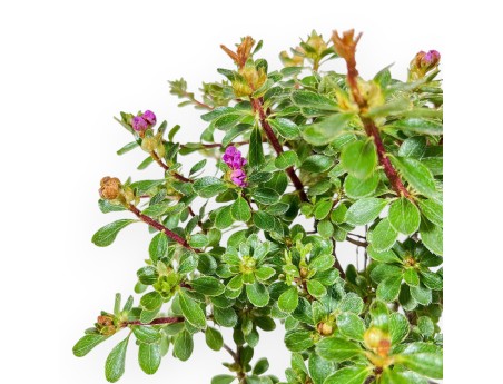 Rhododendron indicum Fujikake Bonsai %separator% %category%