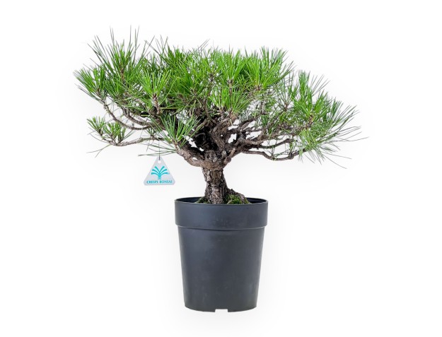Bonsai aus Pinus thunbergii – Schwarzkiefer %separator% %category%