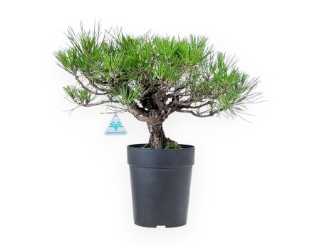 Pinus thunbergii bonsai – Black pine %separator% %category%