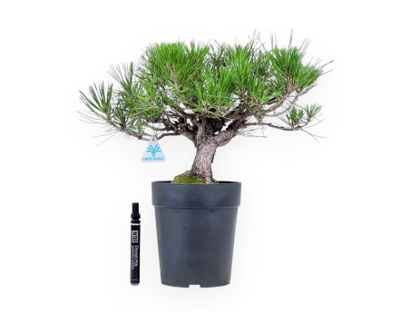 Pinus thunbergii bonsai – Black pine %separator% %category%