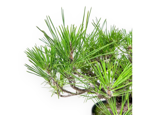 Bonsai van Pinus thunbergii - Zwarte den %separator% %category% 2