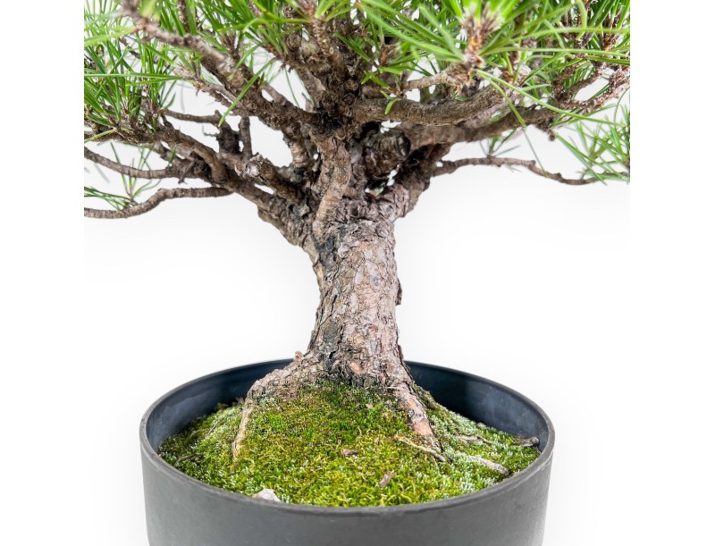 Bonsaï de Pinus thunbergii - Pin noir %separator% %category%