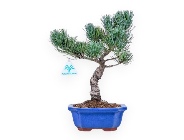 Bonsái de Pinus pentaphylla %separator% %category%