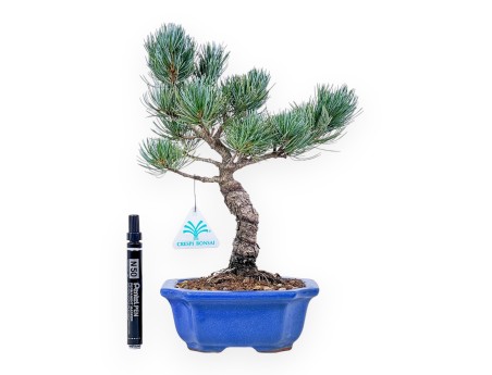 Bonsai di Pinus Pentaphylla %separator% %category%