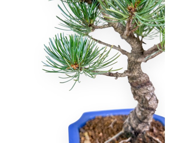 Pinus pentaphylla bonsai %separator% %category% 2