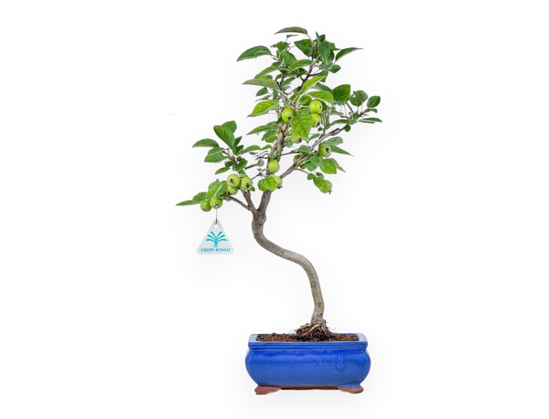 Bonsaï de Malus - Pommier %separator% %category%