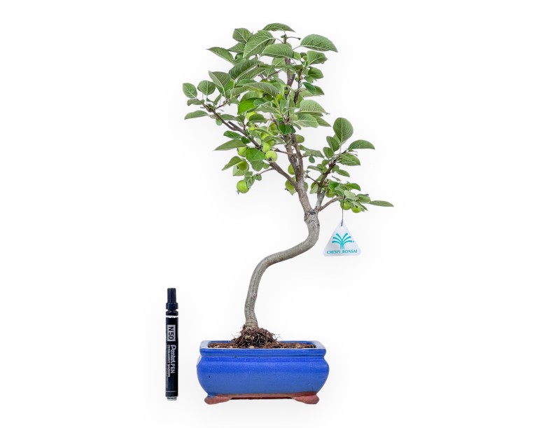 Malus bonsai – Apple tree %separator% %category%