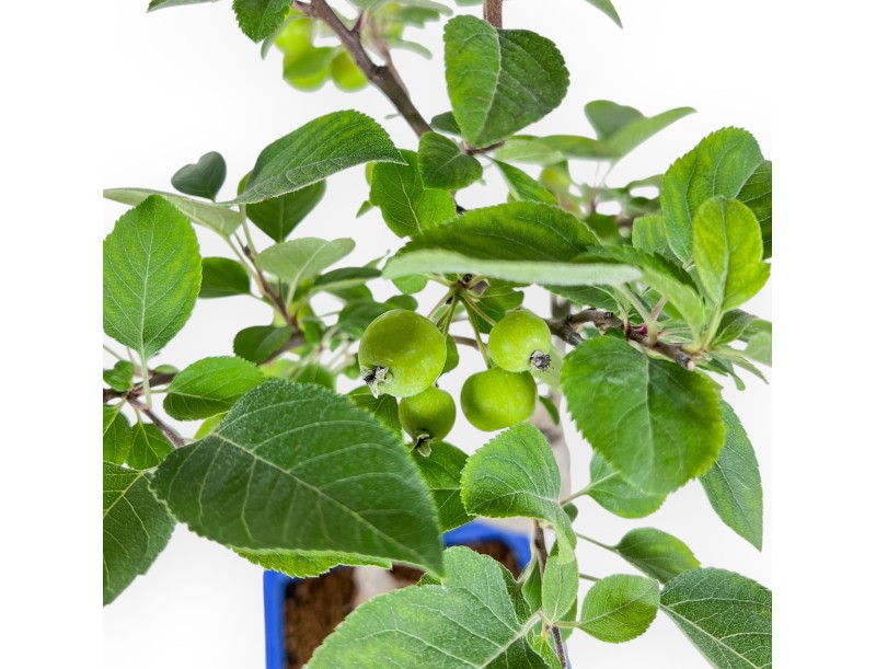 Bonsáis de Malus - Manzano %separator% %category%