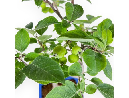 Bonsai di Malus - Melo %separator% %category%